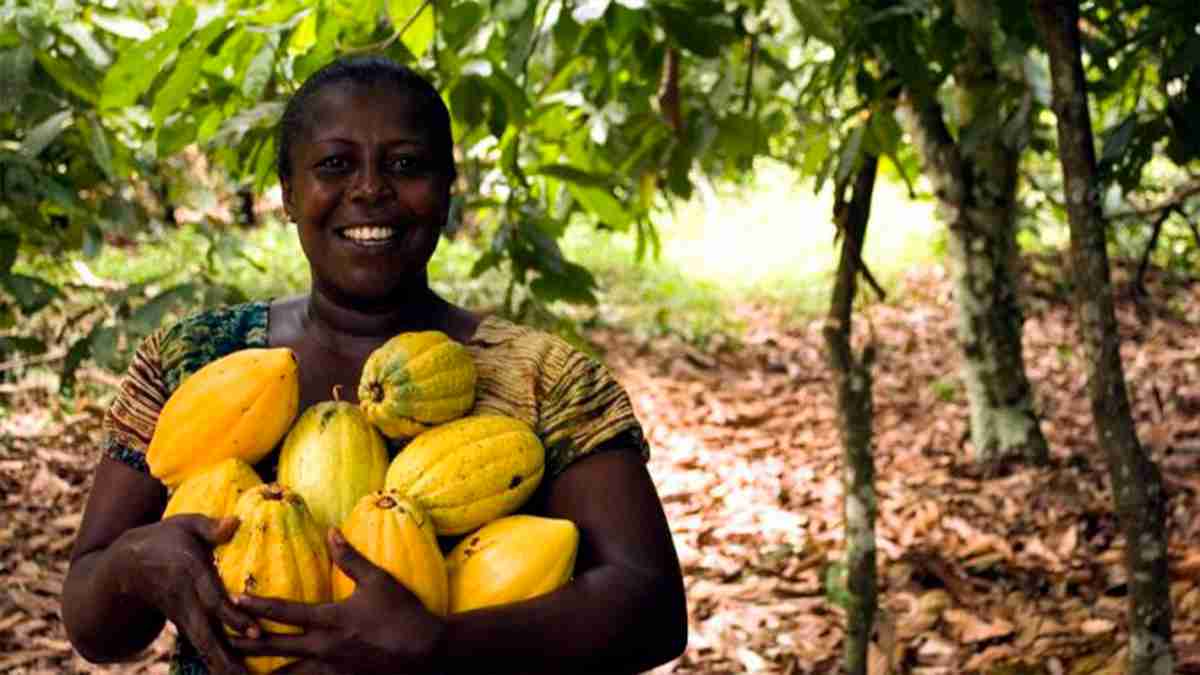 Sumérgete en el mundo del chocolate a través de la fábrica de cacao en