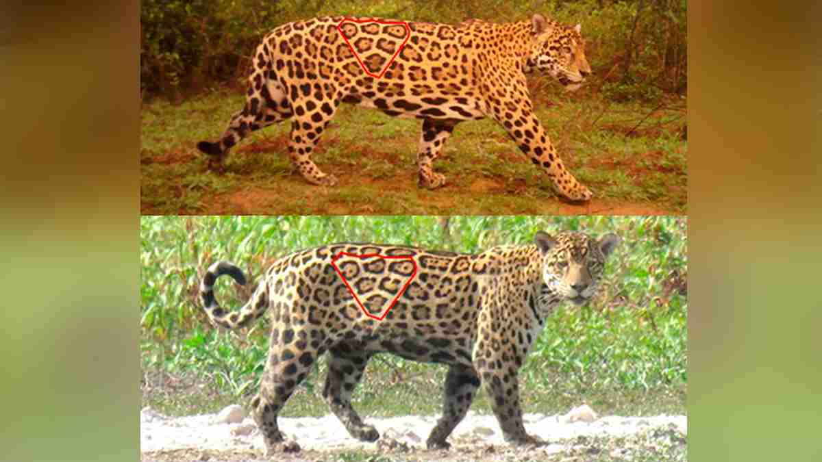 El turismo de vida silvestre prolongaría la vida del jaguar en Colombia